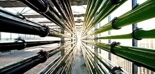 微藻技术开发 驱动绿色产业创新的核心引擎